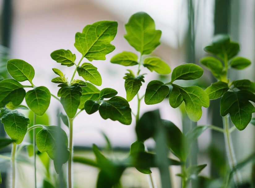 selected focus photo of green leaf plants