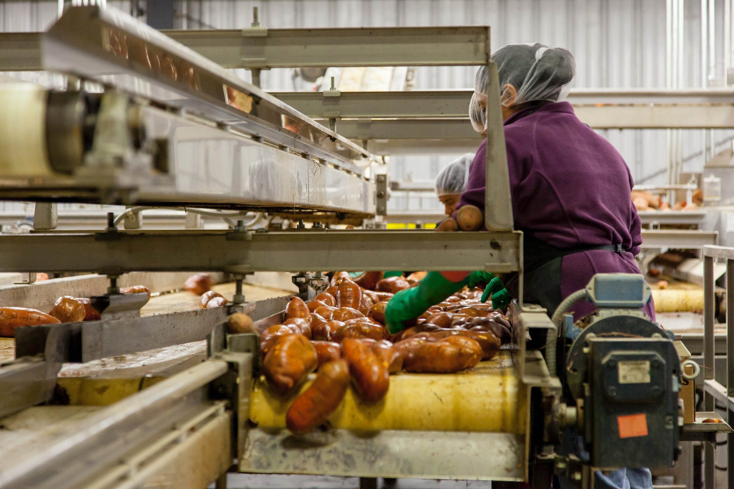 potatoes being washed on conveyer belt